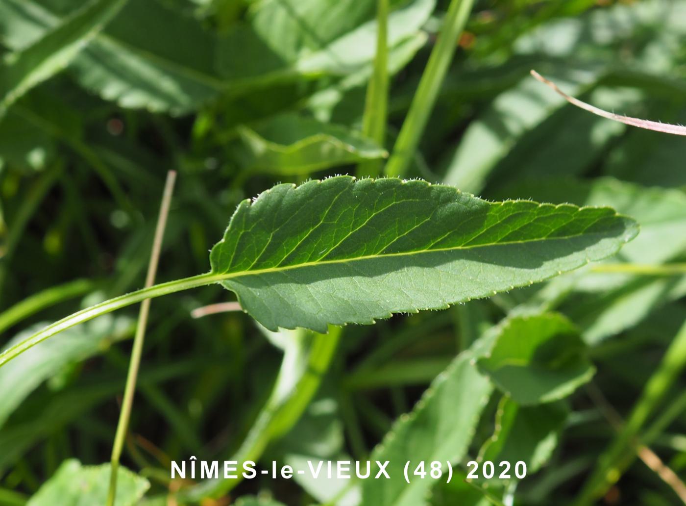 Rampion, Round-headed leaf